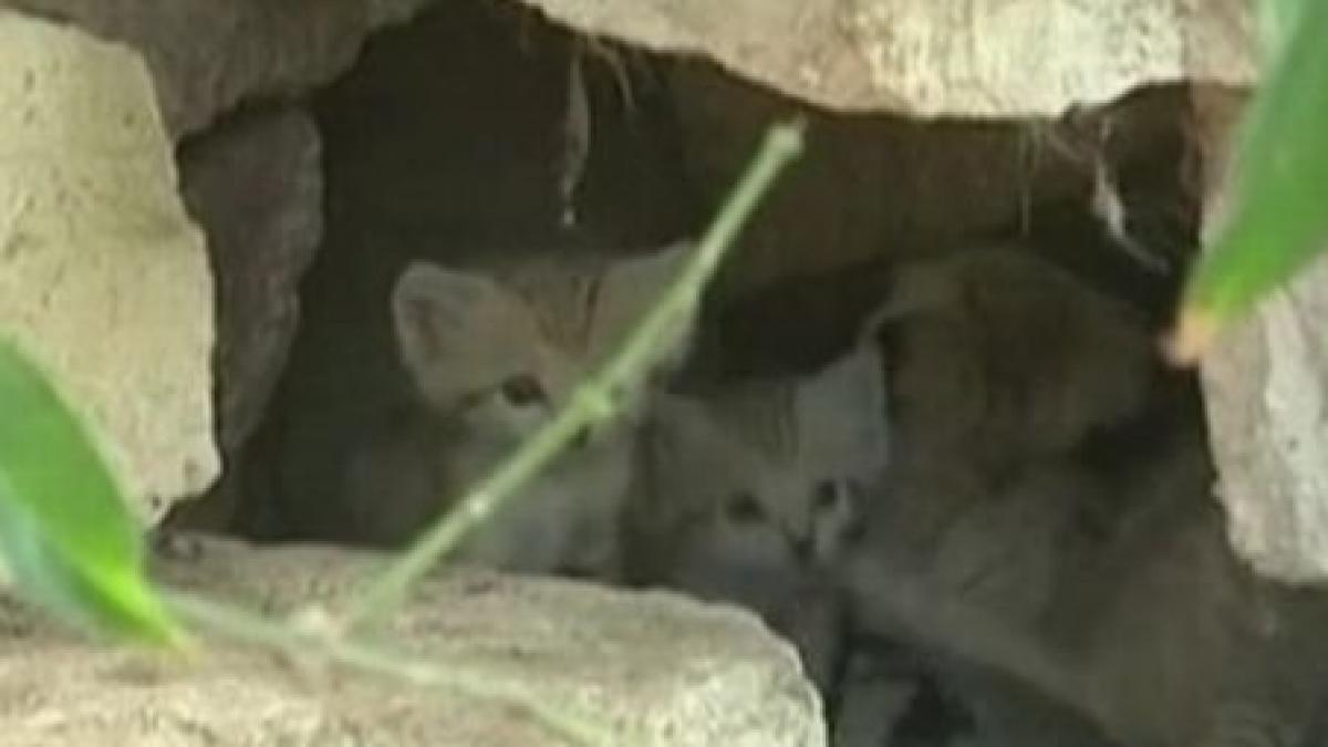 patru pui de pisica a nisipurilor au venit pe lume la o gradina zoologica din israel