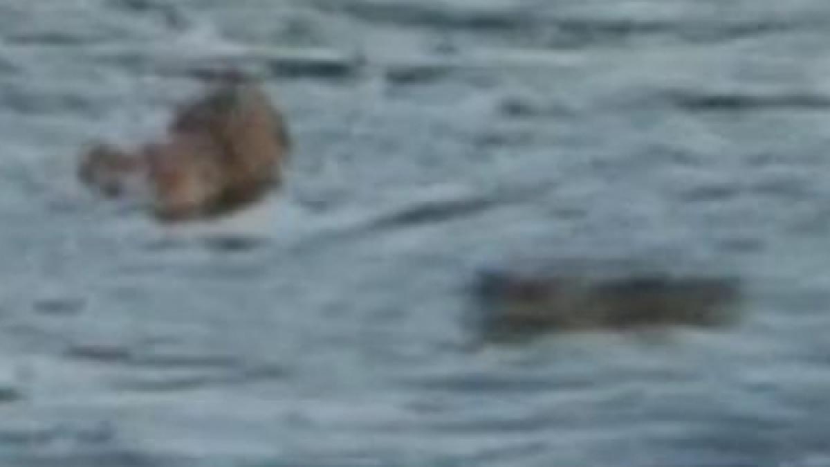 realitatea e uneori desprinsa din filmele horror descoperirea terifianta pe care au facut o