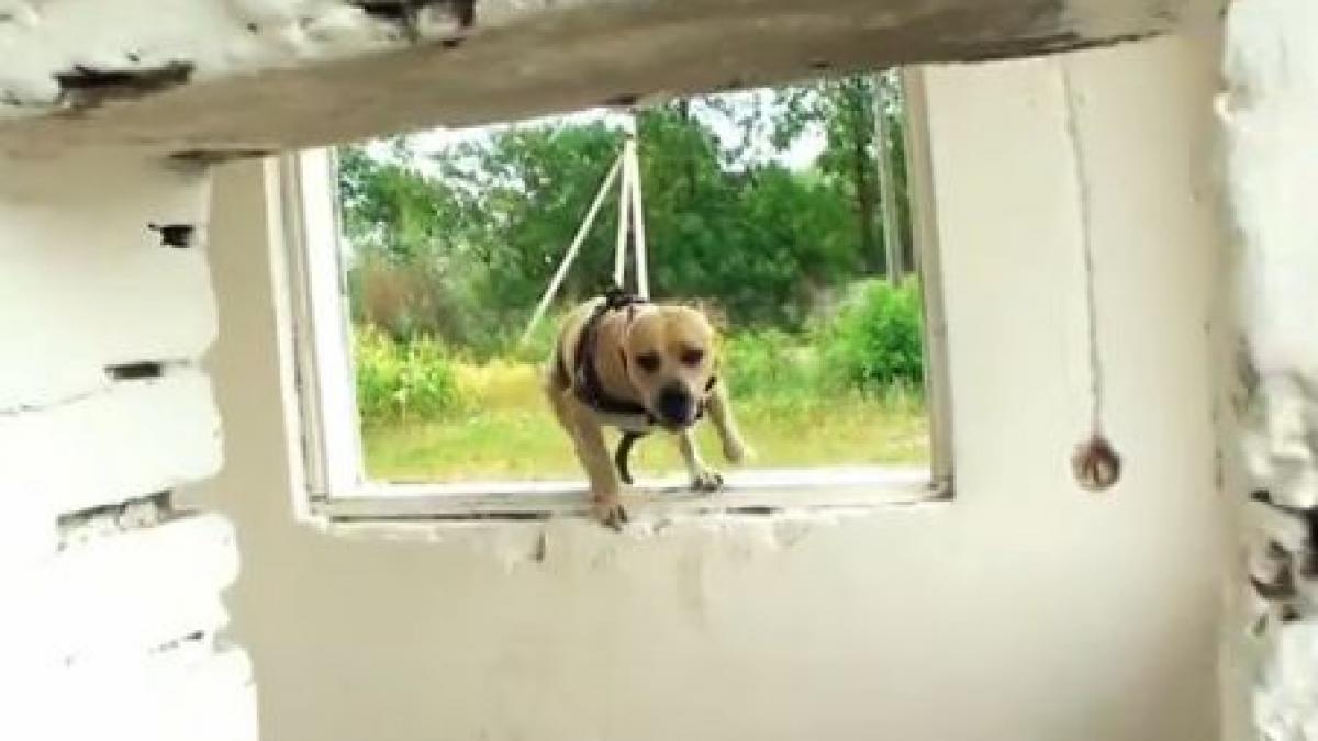 scheme sarituri acrobatii el e tret cainele specialist al stilului parkour