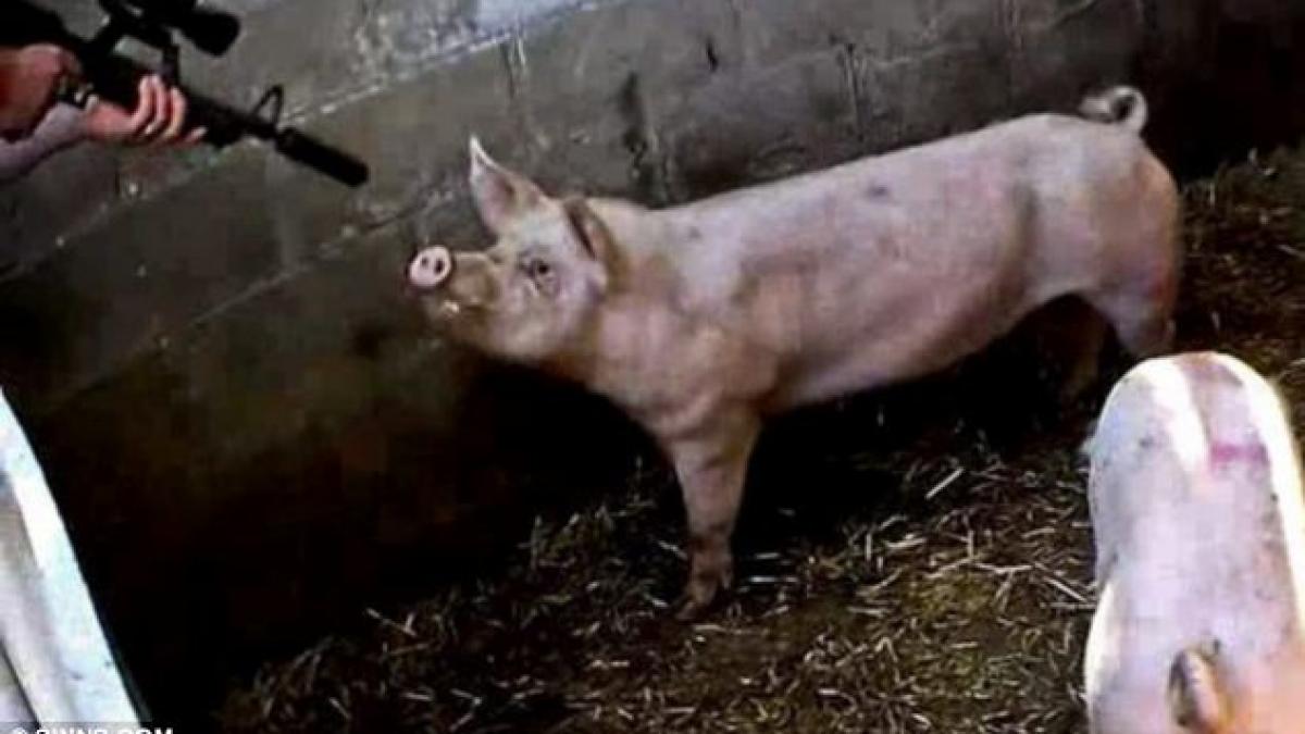 imagini socante din gaura iadului de ce unele persoane nu merita sa fie numite oameni