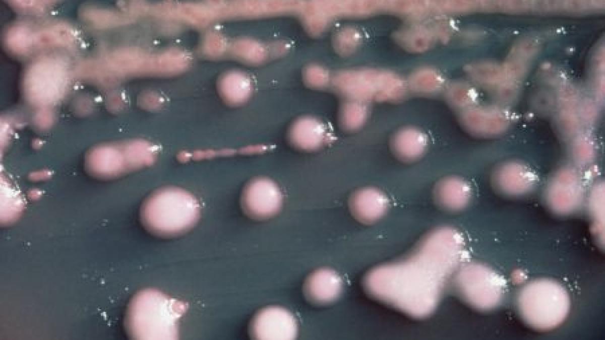 bacteria ucigasa revine sase persoane au murit in urma contaminarii cu e coli
