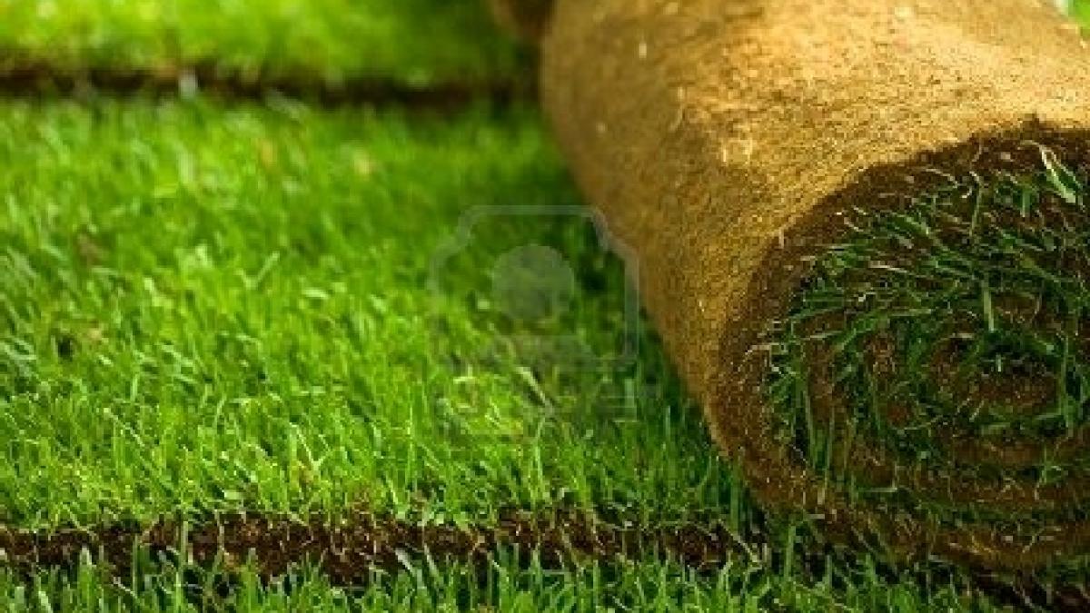 covorul de iarba asternut pentru vizita lui merkel a fost furat de pe bulevard