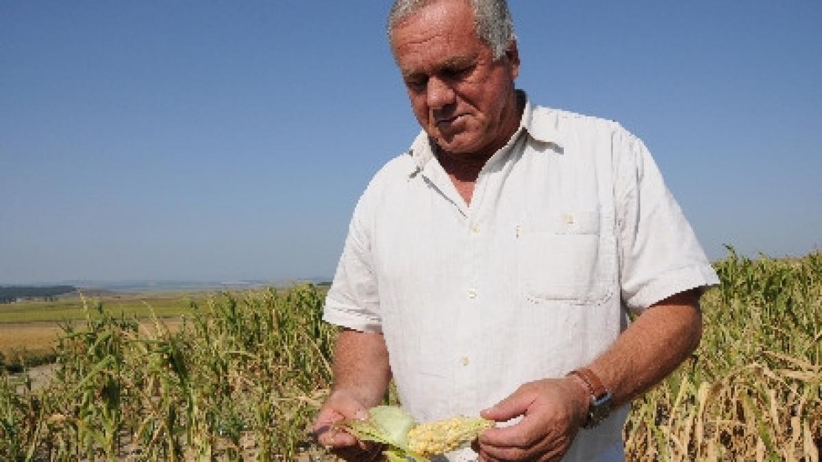 fermierii ale caror culturi au fost afectate de seceta vor fi sprijiniti de stat cati bani vor