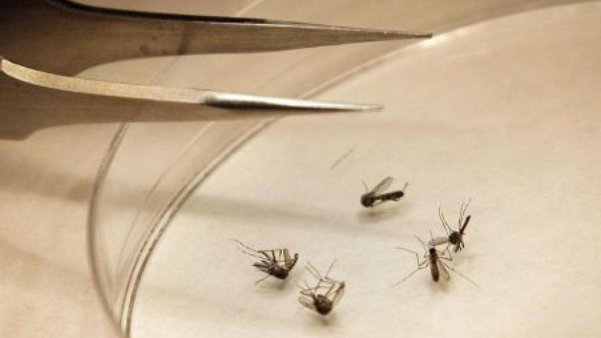numar record de morti in sua din cauza virusului west nile