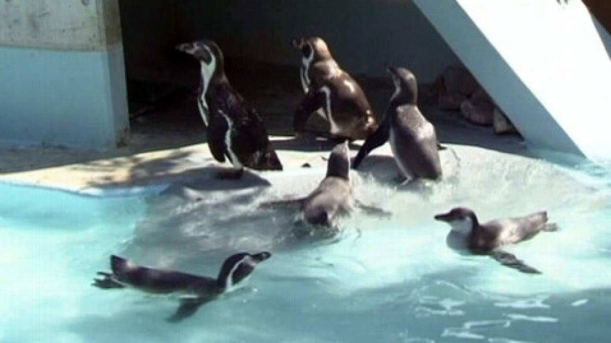 vei vrea sa i iei acasa uite cum au evadat trei pui de pinguin de la o gradina zoologica japoneza