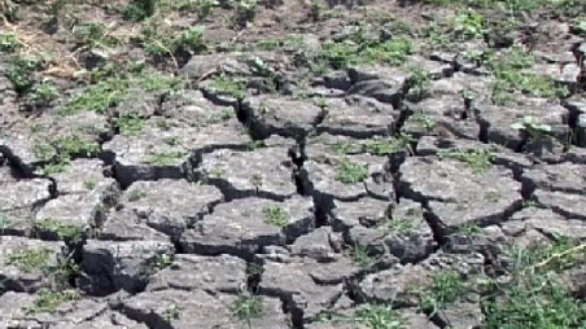 seceta scumpeste cerealele vezi ce spune ministrul agriculturii despre viitoarele majorari de