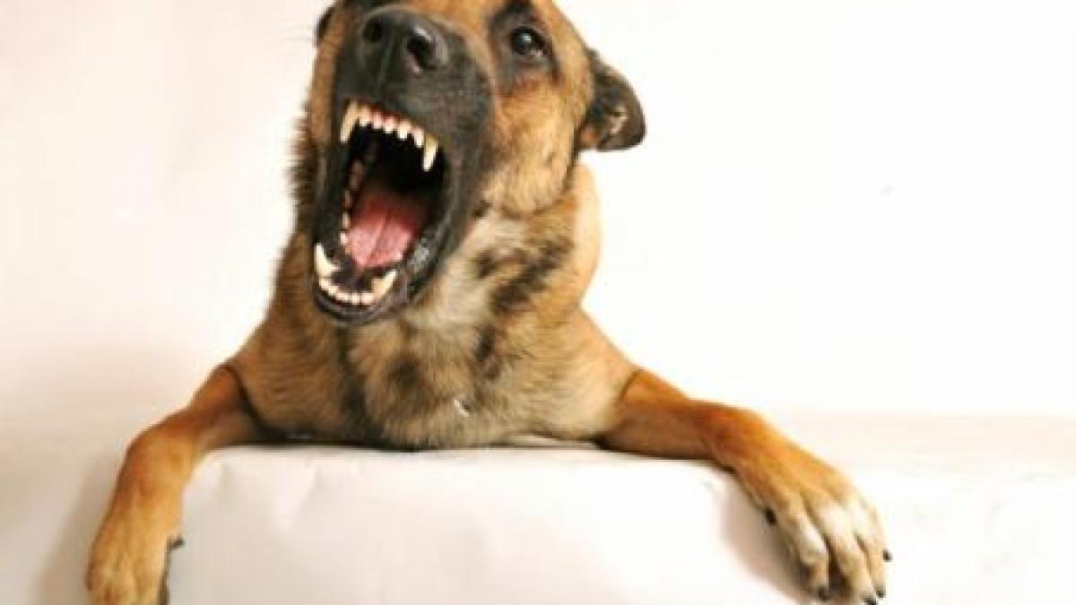 copil in coma dupa ce a fost muscat de cainele familiei in zona capului