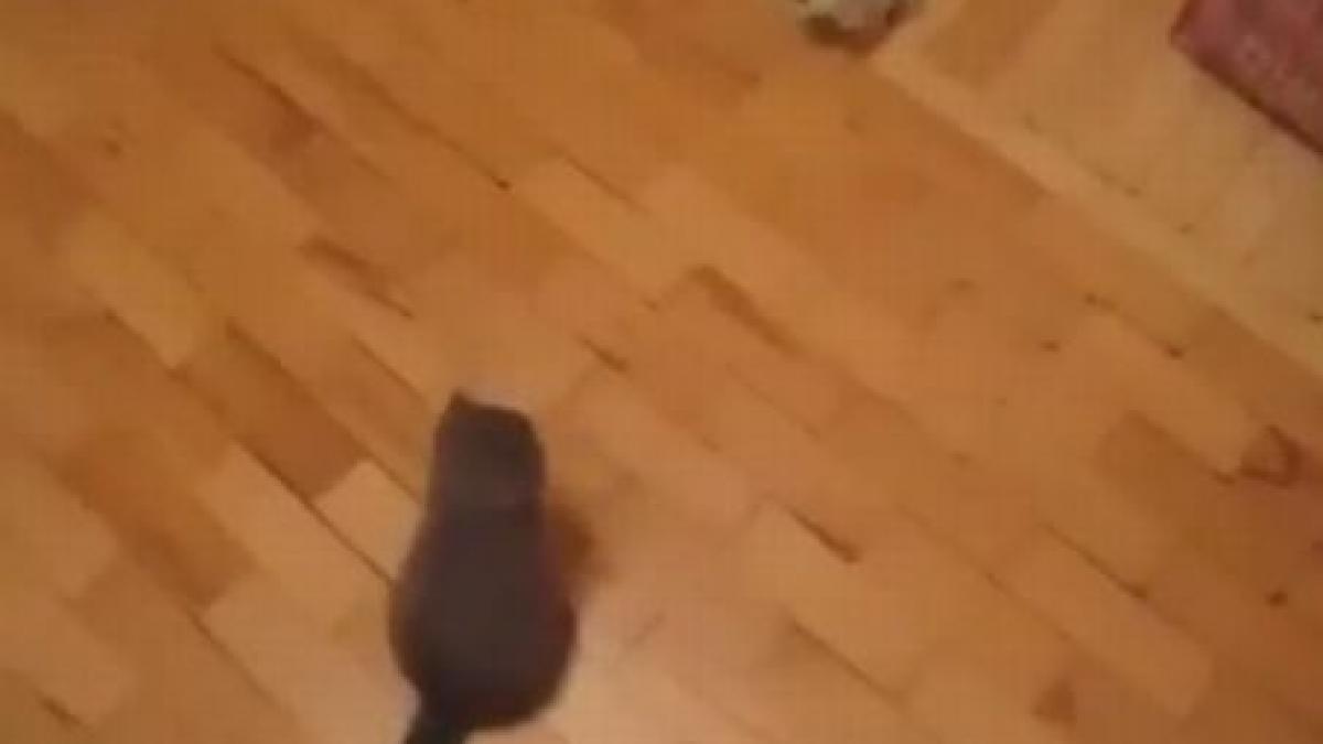 pisica lui chuck norris a devenit vedeta pe internet prin tehnica de lupta invatata de la stapanul