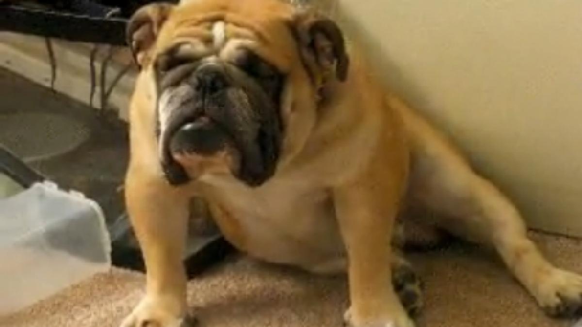 cainele care starneste hohote de ras prin lupta pe care o duce sa facem liniste