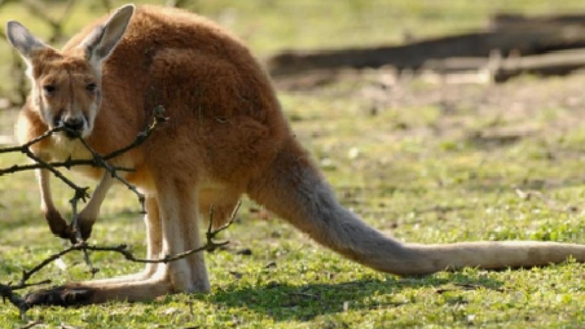 cangurul de la zoo ploiesti devorat de cainii maidanezi