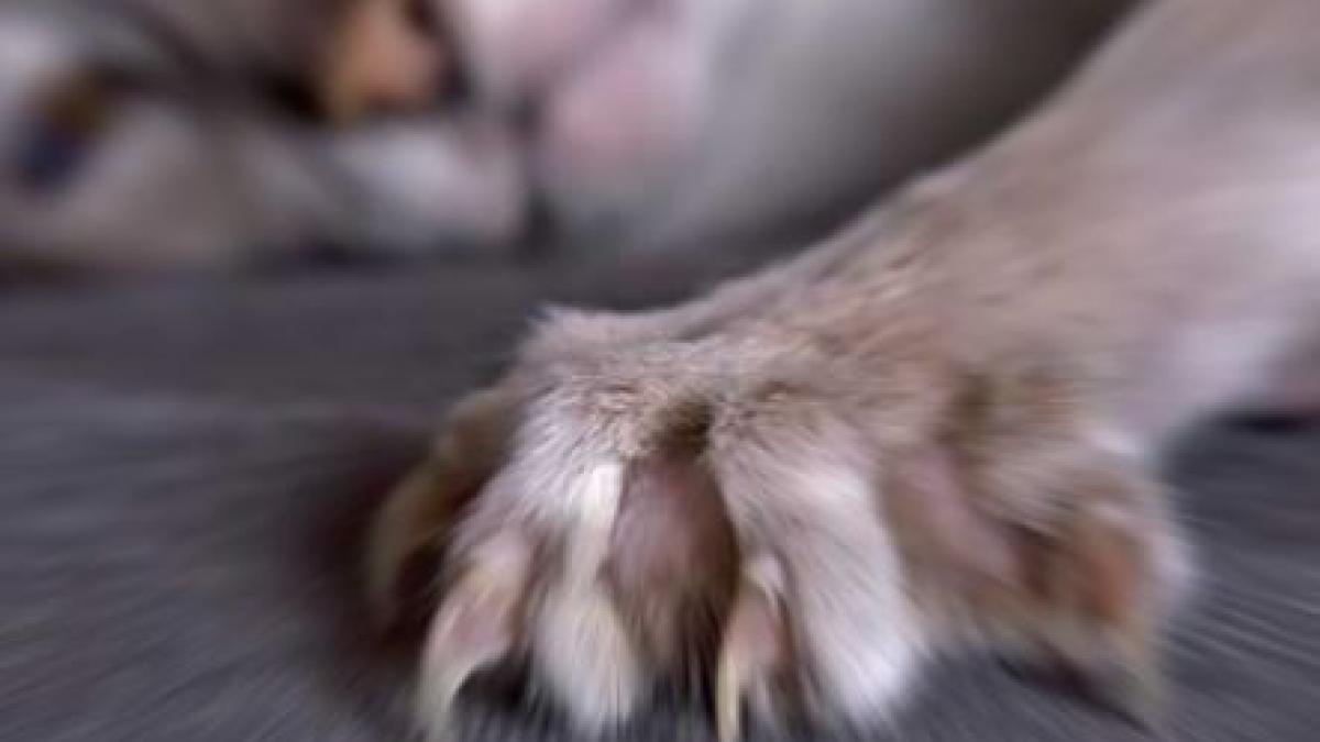 cautau un leu si mare le a fost mirarea cand au dat peste felina regiune din marea britanie