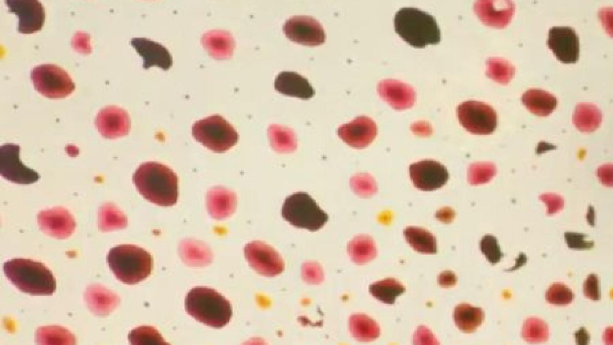 ce se intampla cand un calmar asculta cypress hill