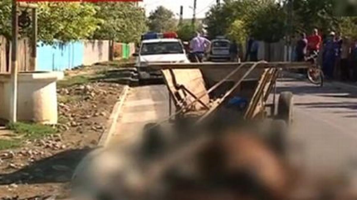 doi cai au fost ucisi cu salbaticie in galati sarmanele animale victime in cearta pentru avere