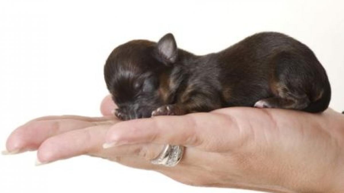 te vei indragosti de el faceti cunostinta cu mini un yorkshire terrier incredibil de mic