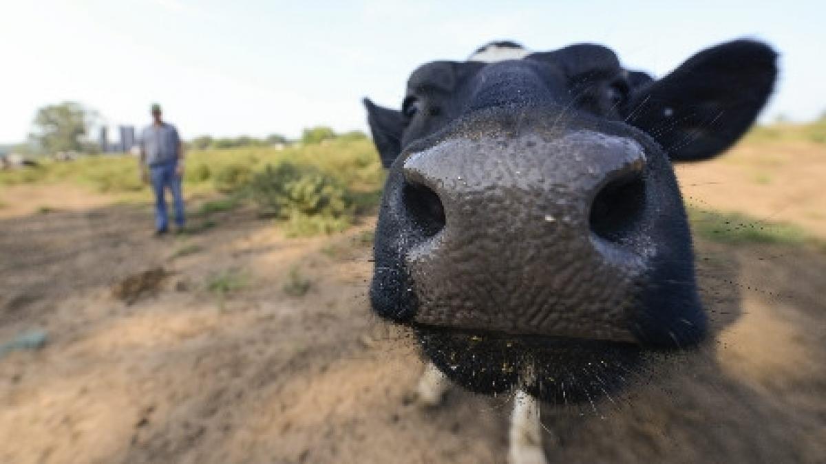 sportivii sud africani medaliati cu aur la jo au primit cate o vaca drept recompensa