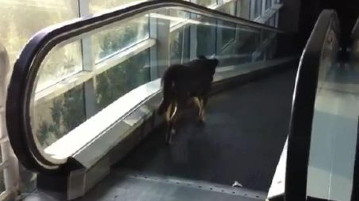 greu la vale cu boi voinici rezistenta acestui caine pe scara rulanta te va impresiona