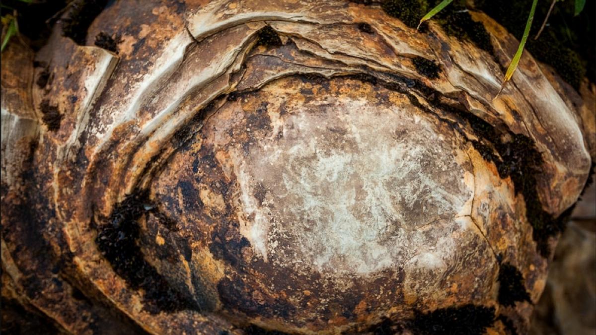 martorii tacuti la geneza lumii descoperirea epocala facuta de arheologi spune o poveste uimitoare