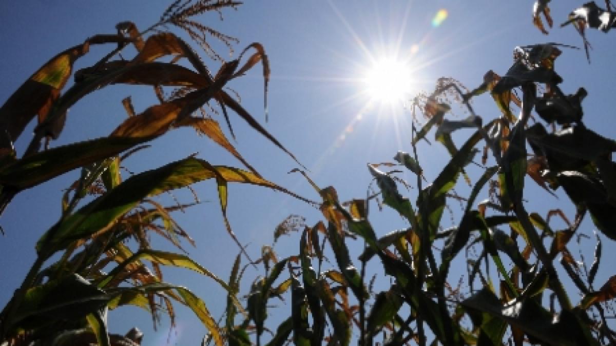 seceta in cea mai mare parte a regiunilor agricole vezi prognoza anm