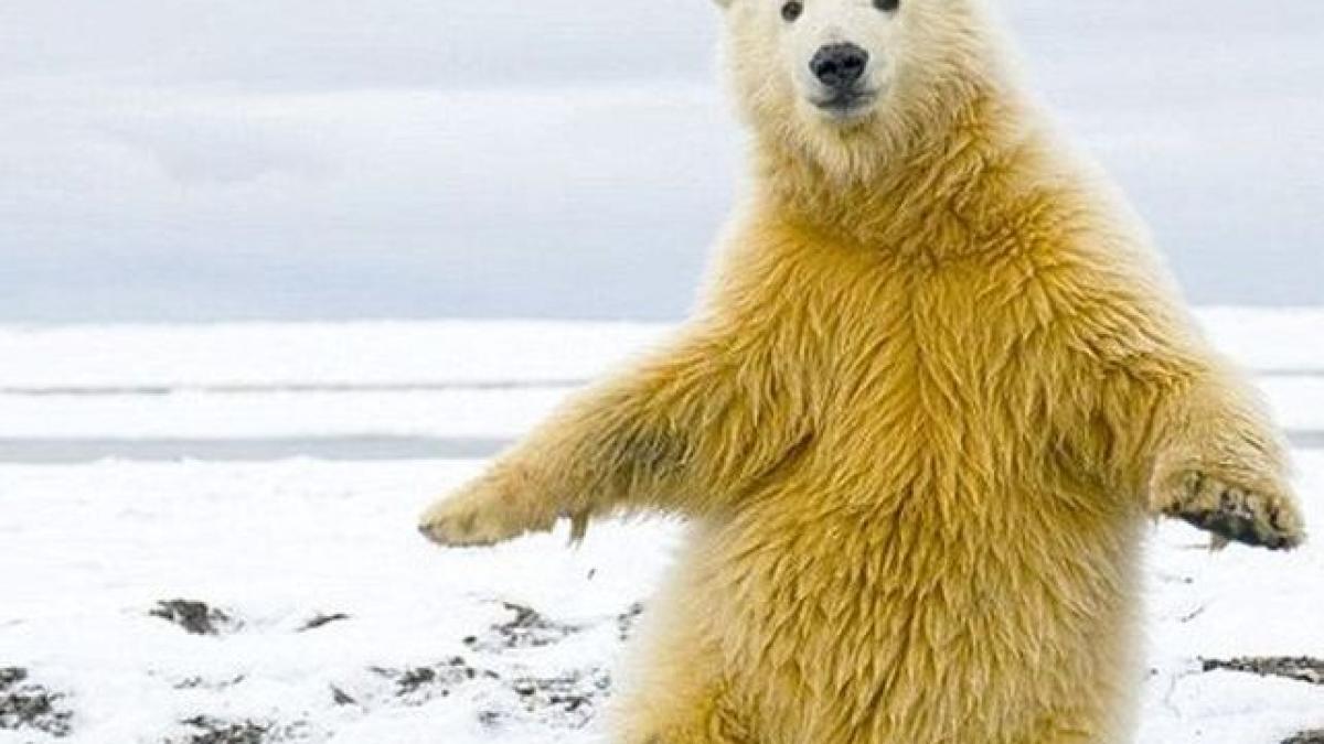 heiiii macarena domnii care nu se pricep la dans ar putea lua lectii de la el