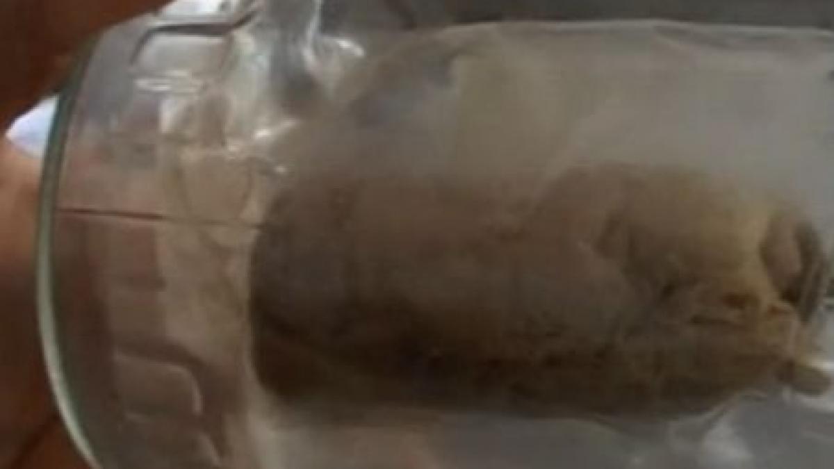 nu e medic e un criminal i a scos plamanul unui pacient si l a inlocuit cu un pansament