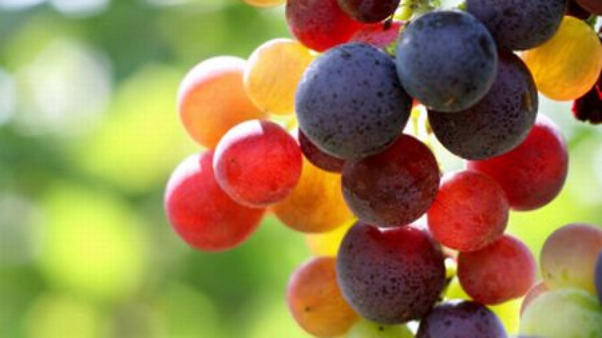 probabil singurul efect pozitiv al secetei licoarea preferata a romanilor e mai gustoasa anul acesta