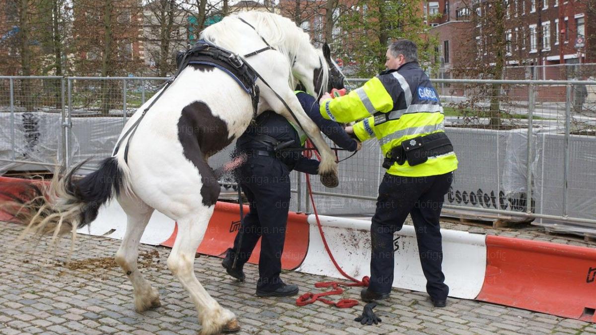 cel mai penibil moment pentru un politist de atatea ori a calarit el calul acum animalul a ntors