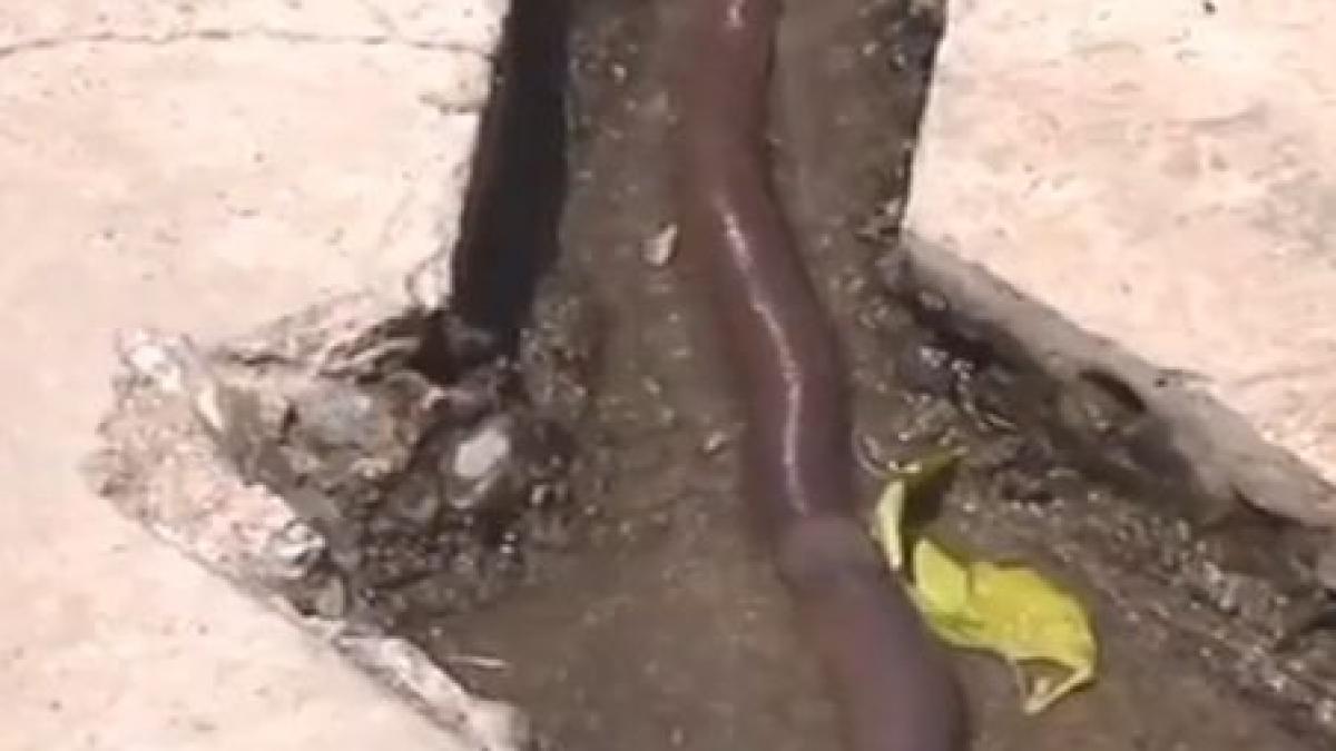 o rama cat un sarpe descoperita sub pamantul din china