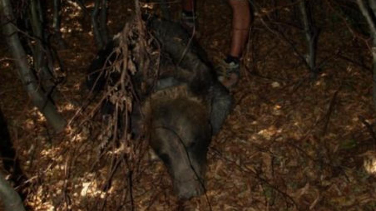 uciderea primului urs din romania monitorizat prin satelit incadrata la braconaj administratorul