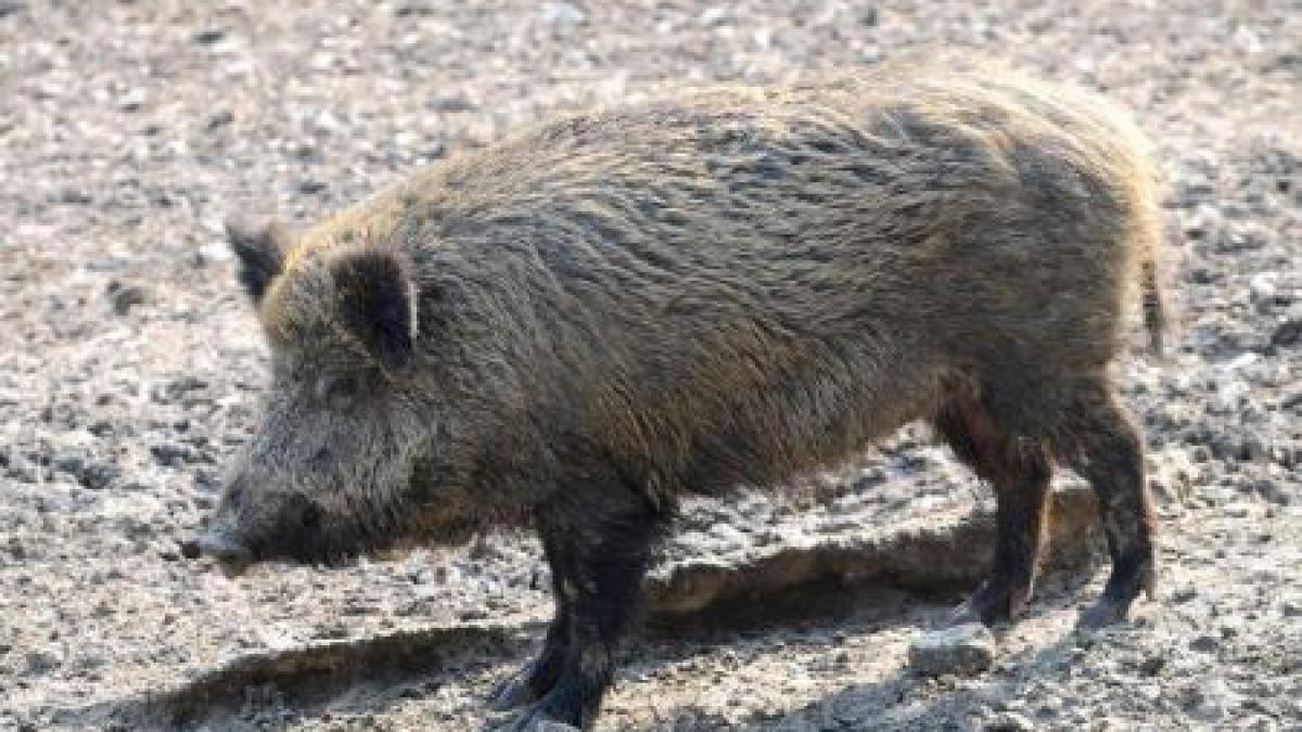 s au ospatat din carnea unui mistret braconat si au ajuns in stare grava la spital