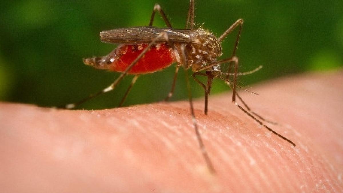 serbia doua persoane au decedat din cauza virsului west nile