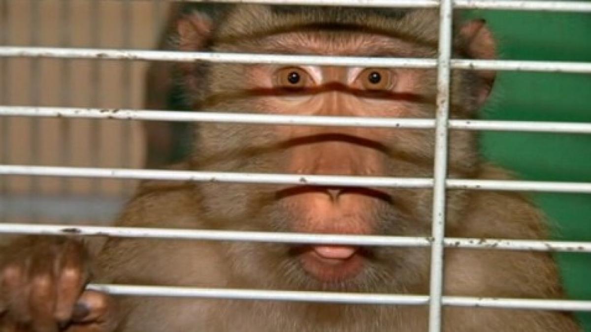 ea este maimuta care a terorizat un cartier intreg