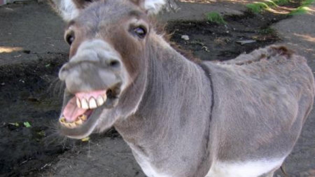 magarusii arma principala in combaterea absenteismului din scoli