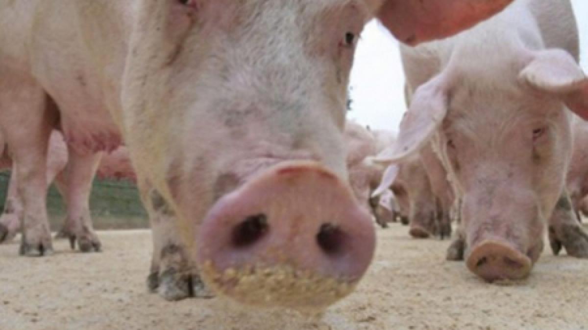 se intoarce pandemia un nou virus mortal al gripei porcine ameninta omenirea