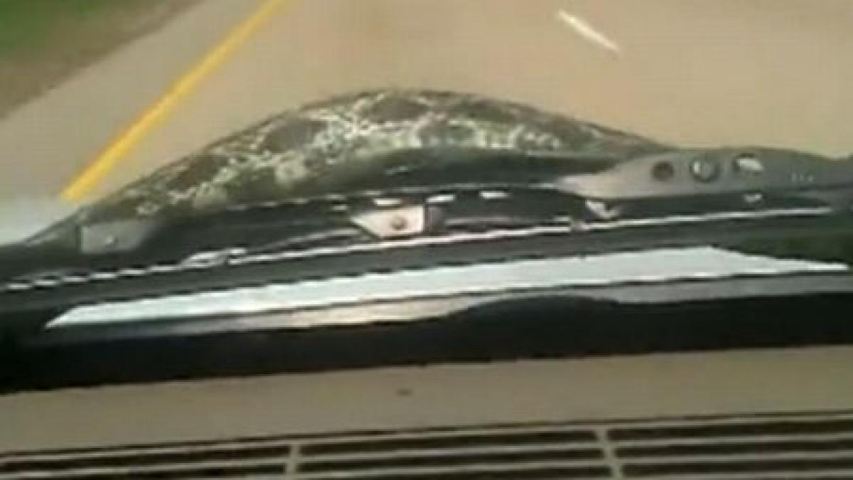 alo politia am un sarpe in masina vezi incercarile de a inlatura reptila