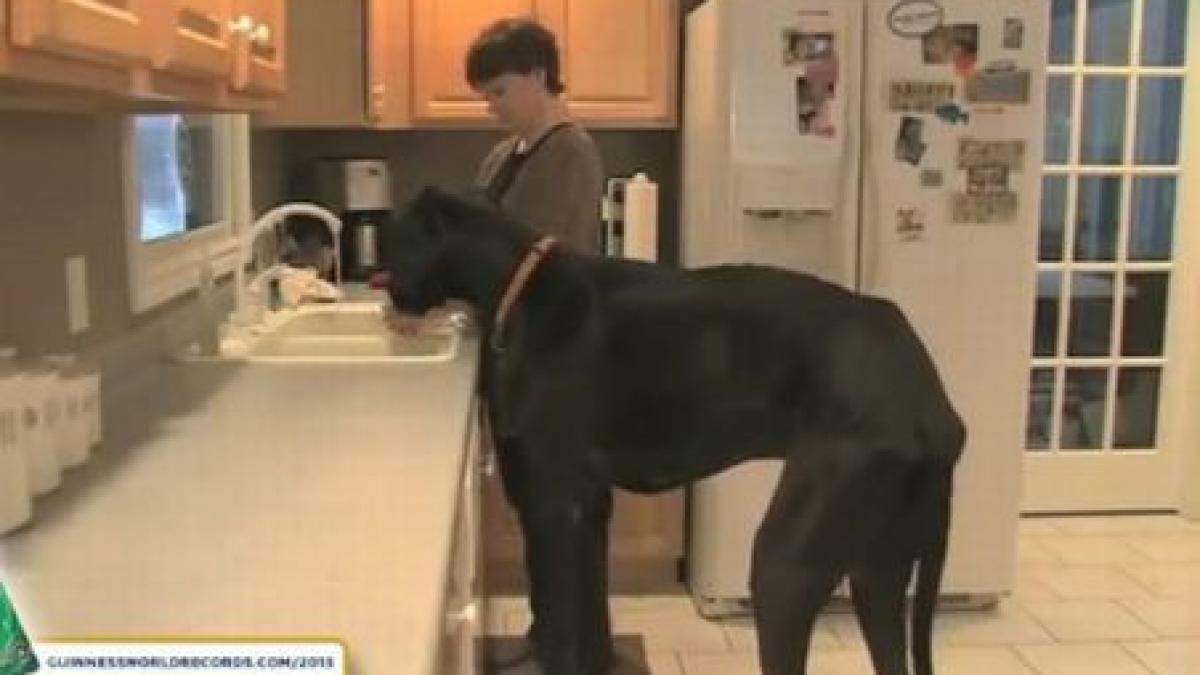 giganticul zeus in cartea recordurilor el este cel mai inalt caine din lume