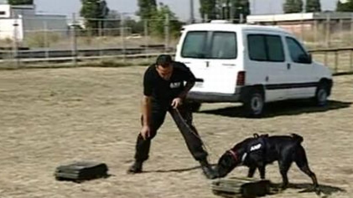 cainii vanatori de droguri dupa 14 saptamani de antrenamente