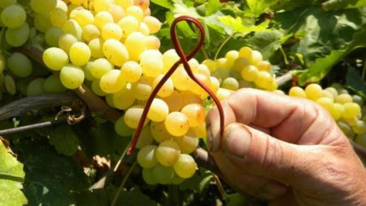 spaniolii nu te intreaba daca esti tanar si frumos romania va fi o tara fara viitor sute de