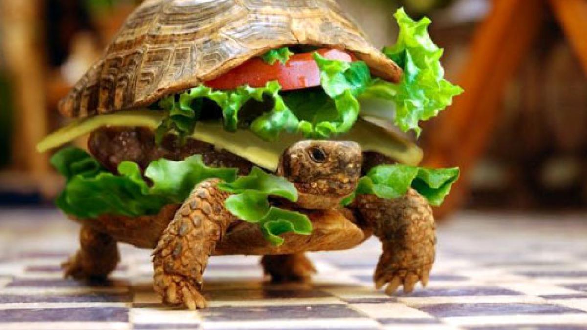 income magazine fast food vs slow food vezi aici detalii despre cea mai noua tendinta gastronomica