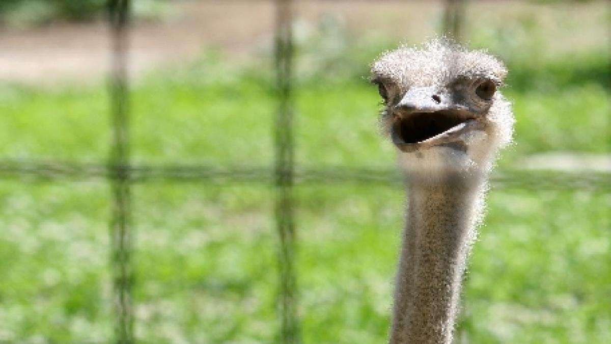 income magazine povestea de succes a romanului care detine cea mai mare ferma de struti din tara