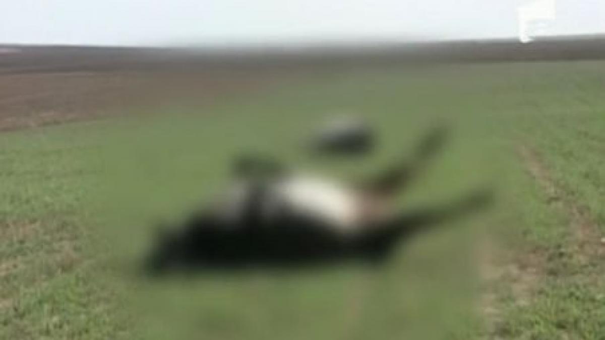 imagini socante pajiste plina de vaci moarte in constanta animalele au fost otravite