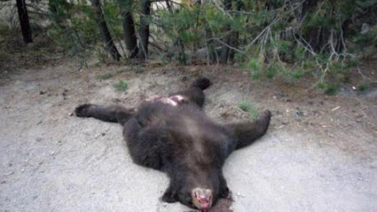 se instituie carantina in zona in care ursul turbat a ucis o persoana si a ranit alte doua