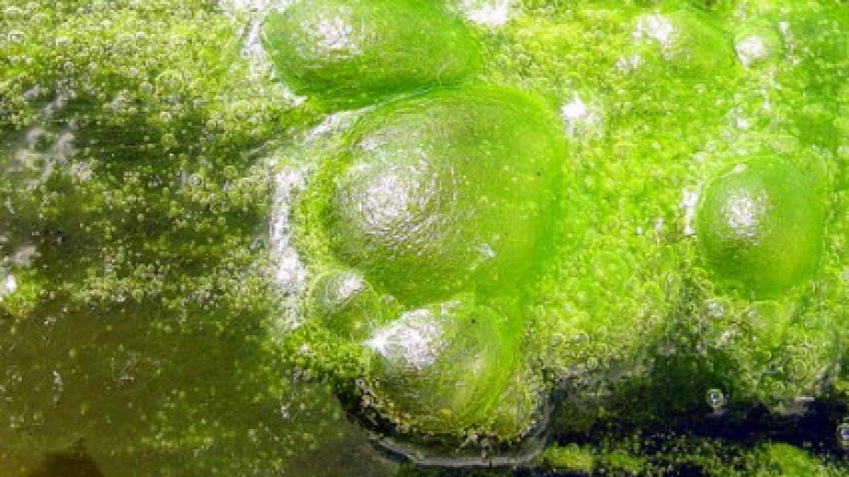 descoperirea care ar putea schimba pamantul cercetatorii au gasit o sursa importanta de energie