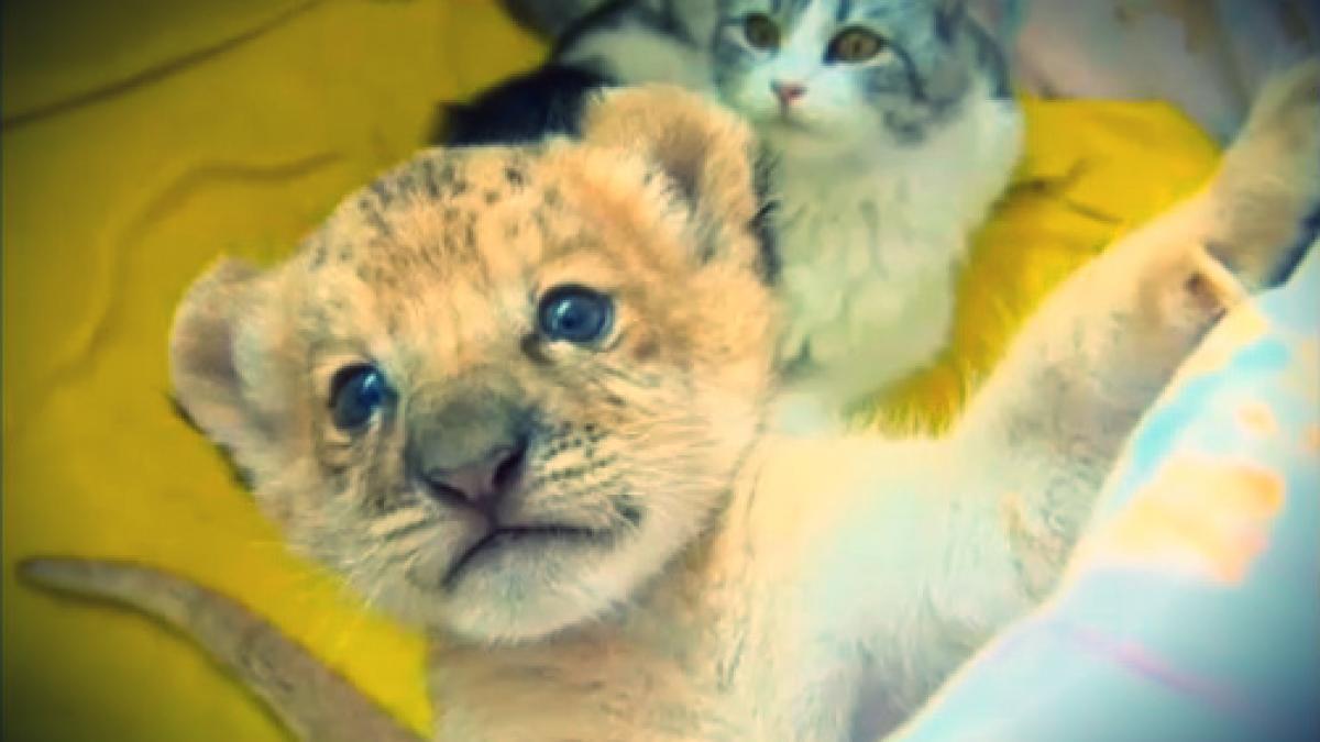 fa cunostinta cu primul liligru din lume s a nascut in siberia intr o familie diferita