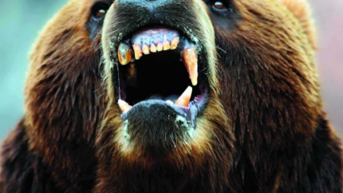 un urs agresiv pentru care exista permisiunea de a fi impuscat umbla liber prin padurile din prahova