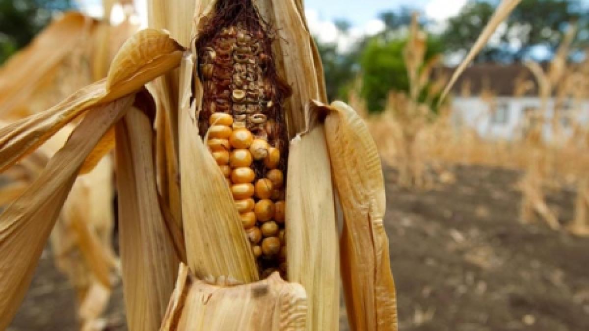 nevoiti sa isi vanda animalele pentru ca nu le mai pot hrani seceta le a fost fatala taranilor
