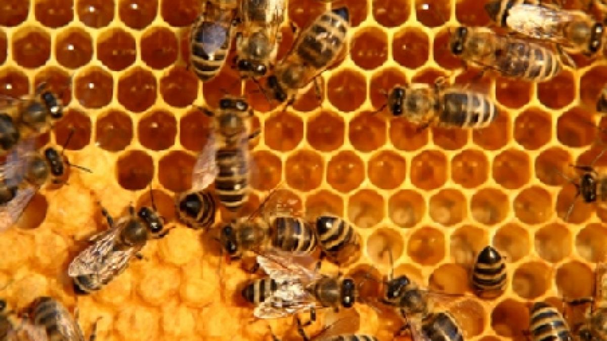 oamenii isi tratau dintii in urma cu aproximativ 7 milenii din ce material erau facute plombele