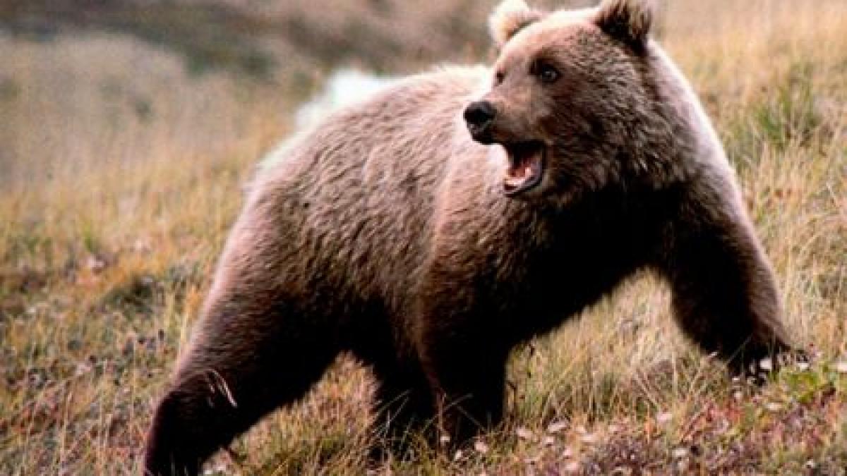 starea de alerta continua zeci de vanatori jandarmi si politisti rascolesc padurile din dambovita