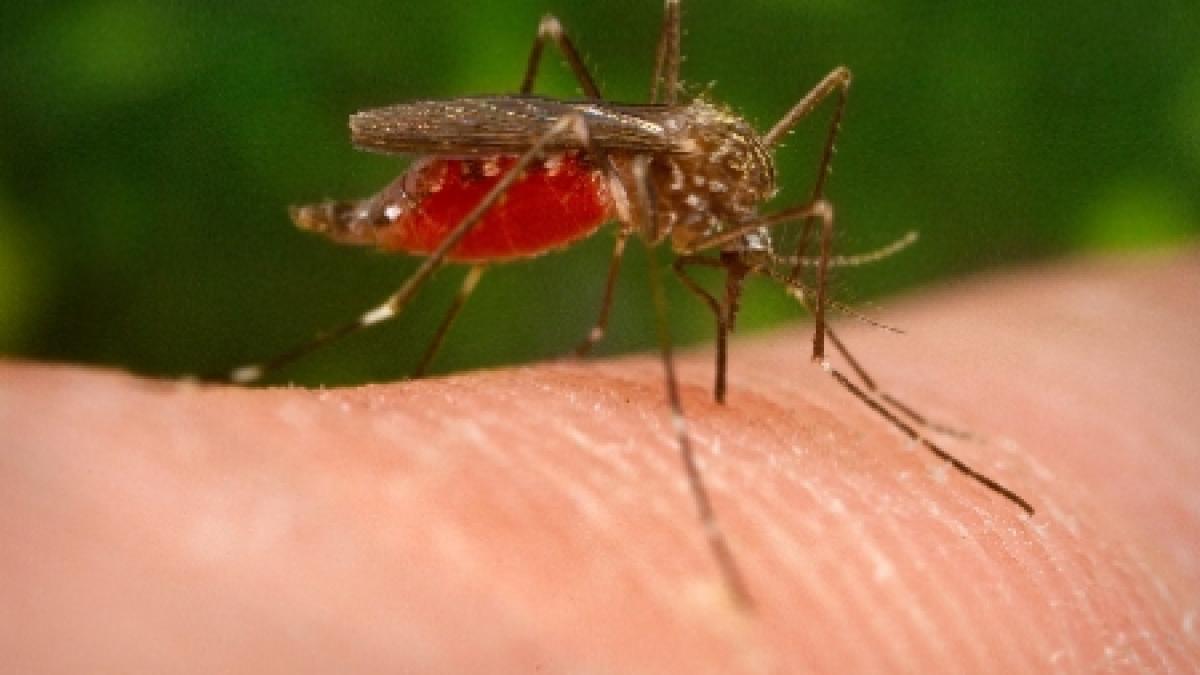 virusul west nile face o prima victima in macedonia cinci cazuri semnalate in septembrie in balcani
