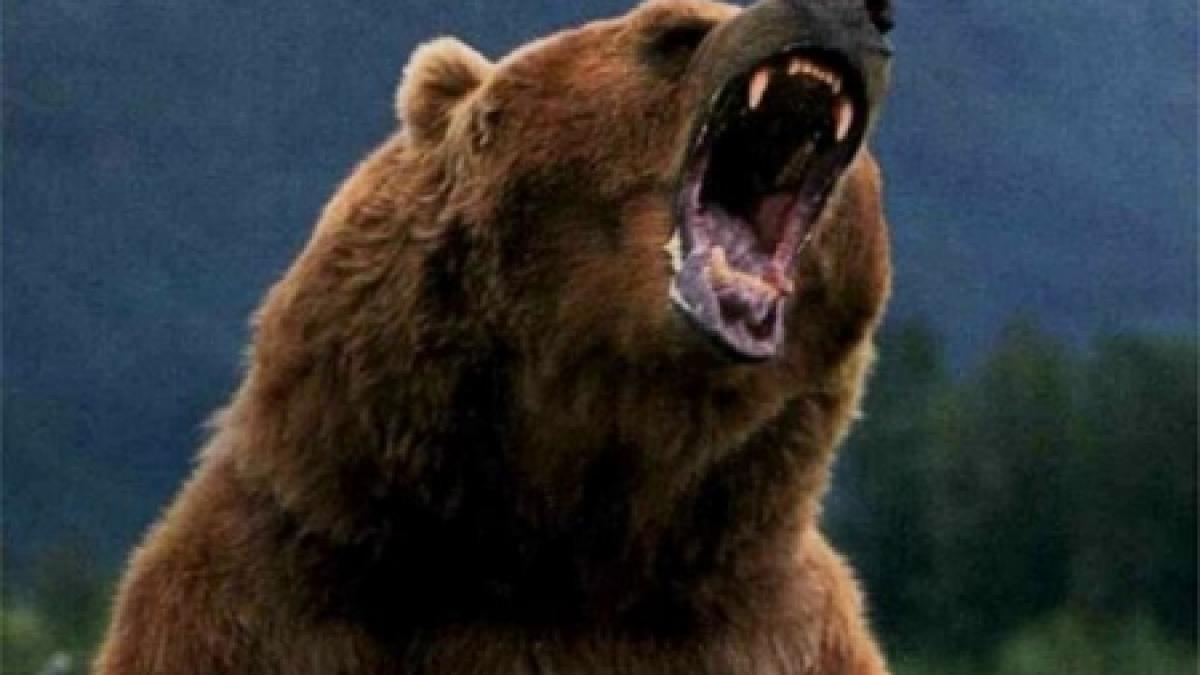 dsv ursul care a ranit doi vanatori in arges era turbat