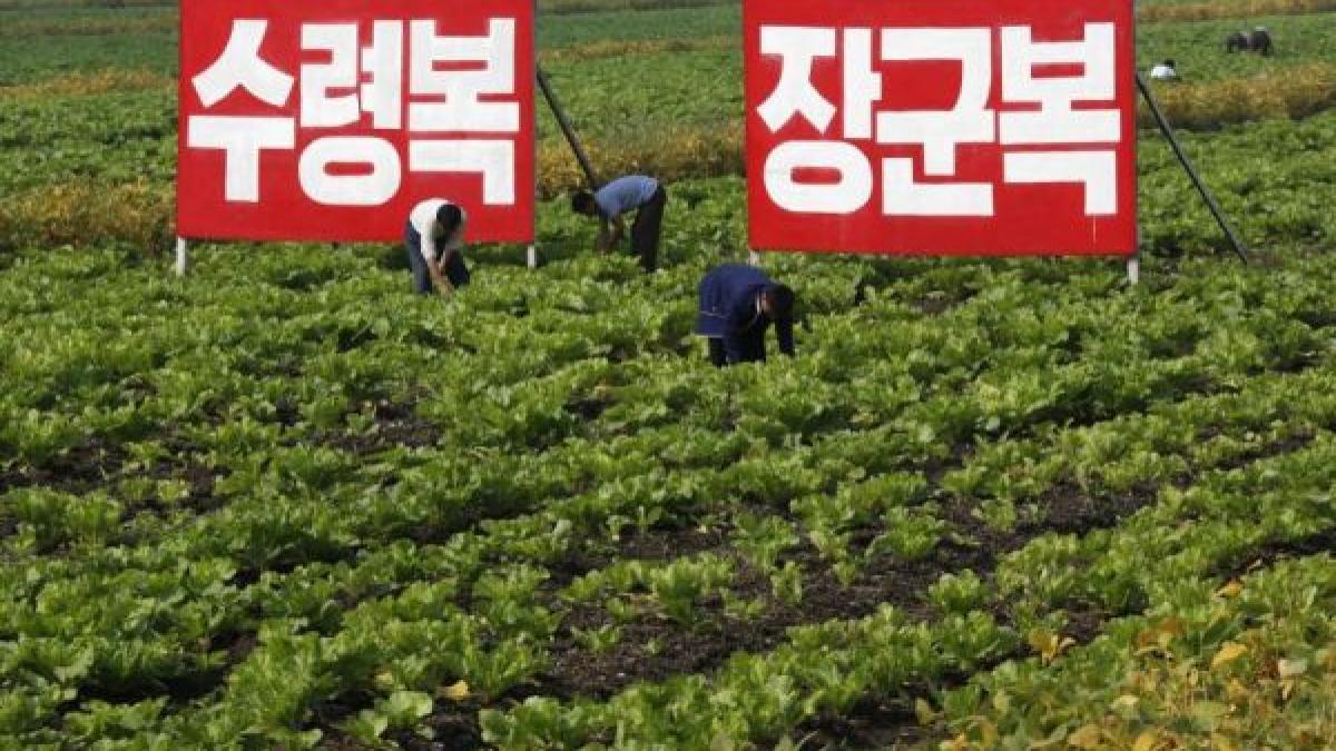 coreea de nord ar putea introduce reforme in agricultura taranii vor putea pastra o parte mai mare